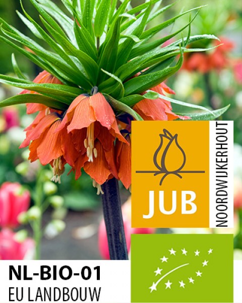BIO Fritillaria Rubra9